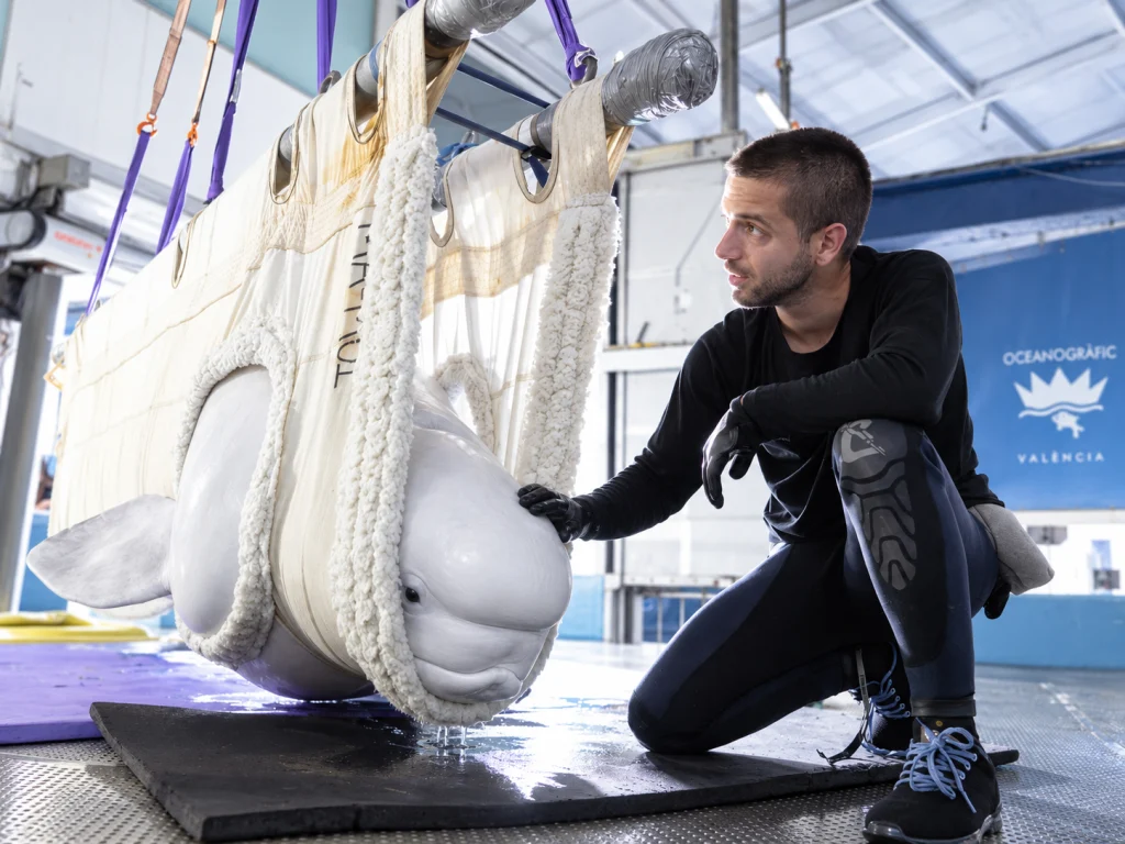 Jelly Bean, una de las belugas rescatadas de Canadá