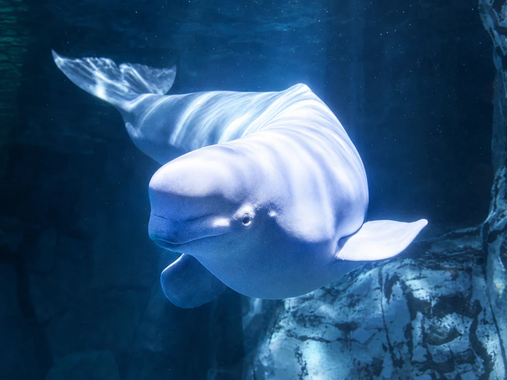 Jelly Bean, una de las belugas rescatadas de Canadá