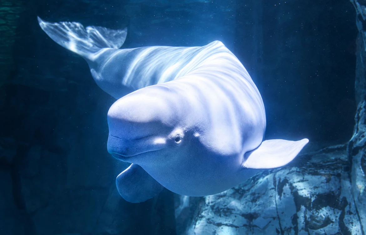 Muere Jelly Bean, una de las belugas rescatadas de Canadá